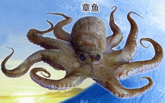 章魚真的沒有身子嗎,章魚的身體結(jié)構(gòu)