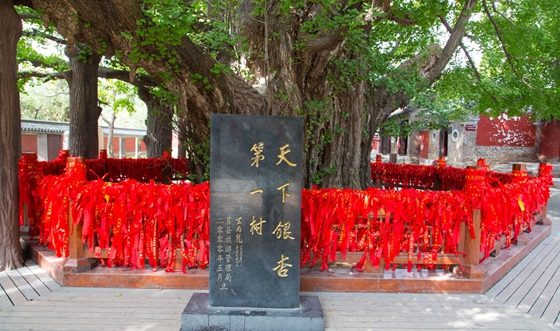 銀杏樹為什么那么珍貴,為什么說銀杏樹是活化石