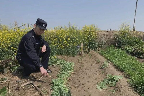 罌粟怎么讀拼音是什么,罌粟是什么,罌粟長什么樣