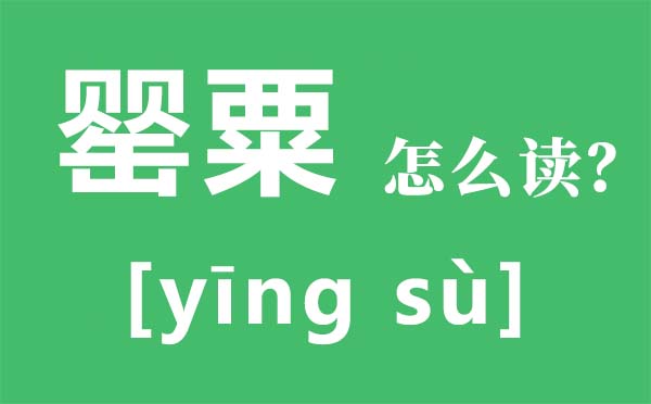 罌粟怎么讀拼音是什么,罌粟是什么,罌粟長什么樣